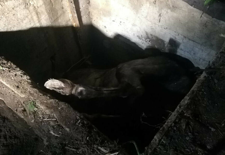 Au salvat un cal cazut intr o groapa de 2 metri | imaginea 1