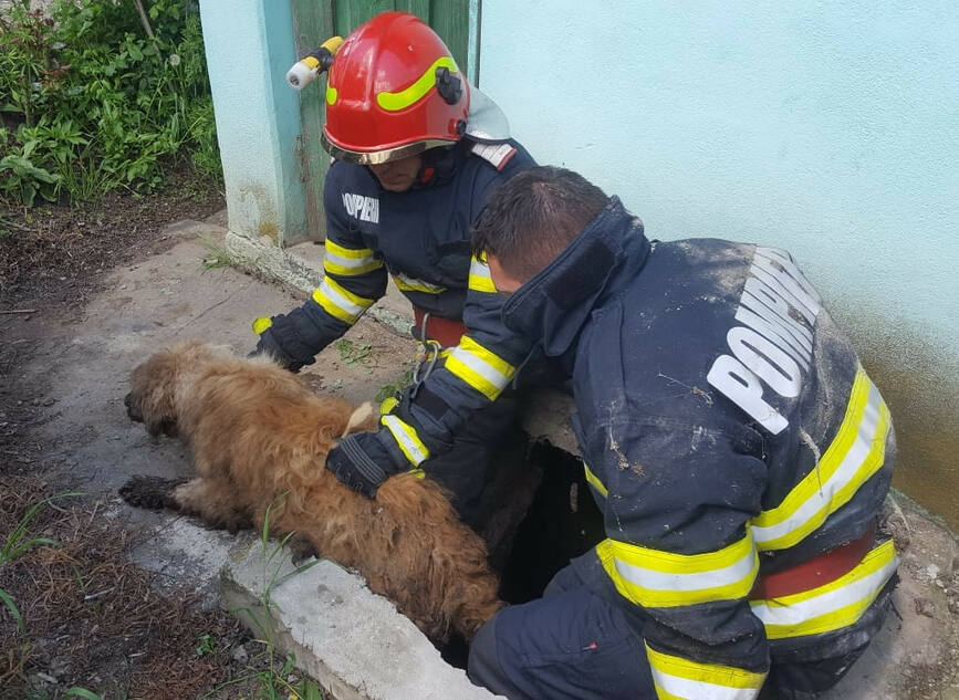 Catel salvat de pompierii ialomiteni dintr o fosa septica dezafectata | imaginea 1