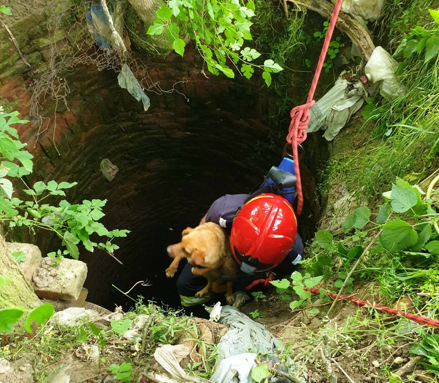 A participat la salvarea mai multor animale   Respect  Sergent major Sasaran Denis | imaginea 1