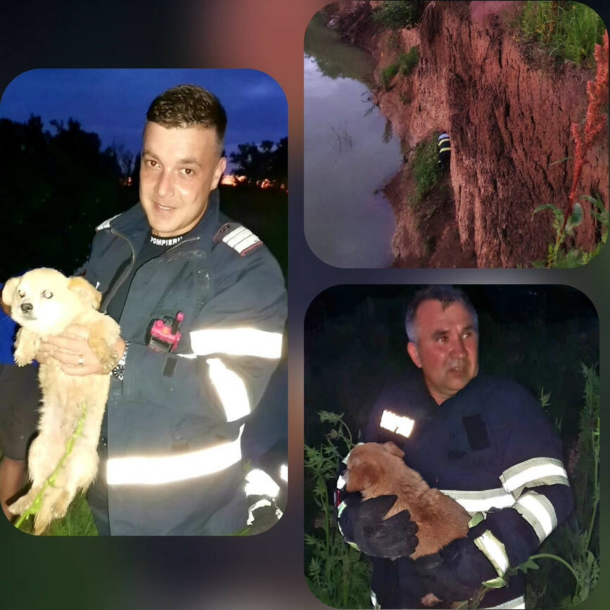 Cazut de pe malul raului Arges  un catel a ramas blocat in zona | imaginea 1