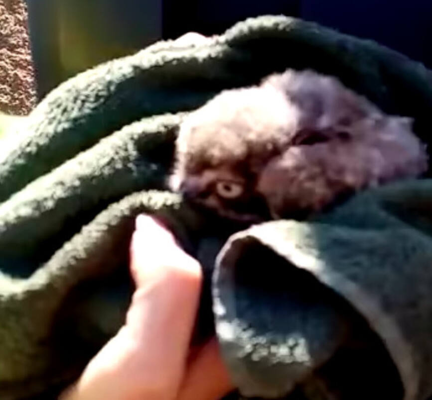 Pui de bufnita cazut din cuib  repus la locul lui de pompierii timiseni | imaginea 1