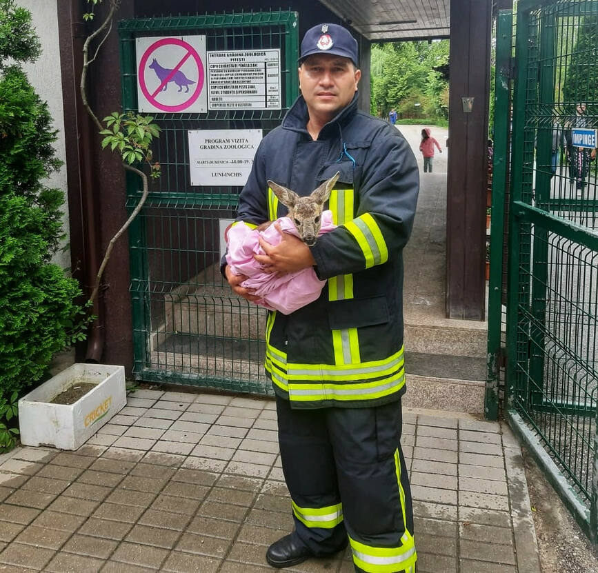 Pui de caprioara incoltit intr o gradina  salvat de un cetatean | imaginea 1