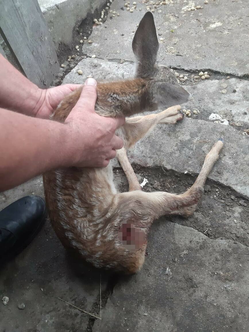 Pui de caprioara incoltit intr o gradina  salvat de un cetatean | imaginea 2