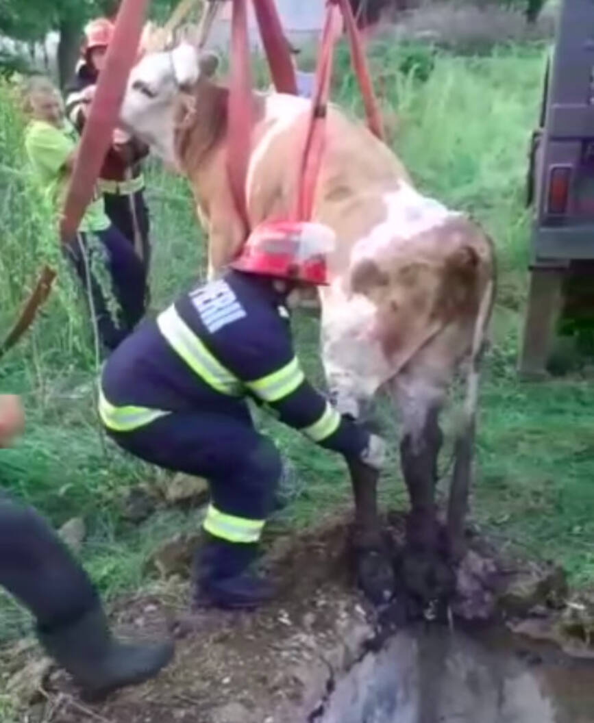 Ramasa captiva intr o fosa dezafectata  o vaca a fost salvata de pompierii botosaneni | imaginea 1