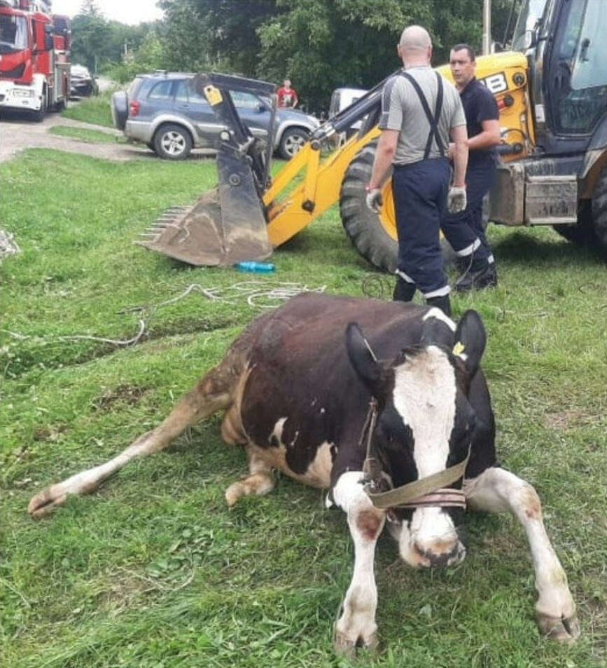 Captiva intr o fantana dezafectata  o vaca a fost salvata de pompierii din Dorohoi | imaginea 1