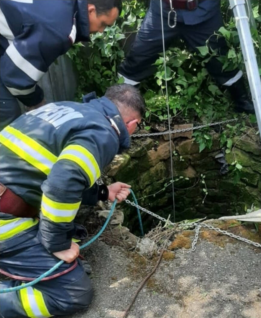 Captiva intr o fantana dezafectata  o vaca a fost salvata de pompierii din Dorohoi | imaginea 2