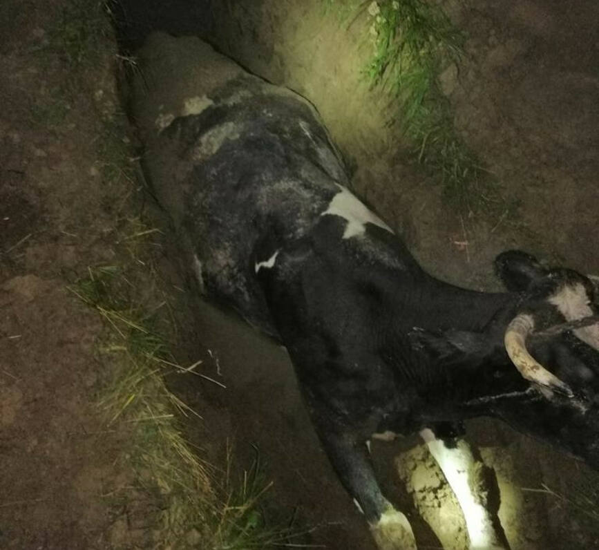 Misiune de salvare a unei vaci cazute intr o fantana dezafectata | imaginea 1