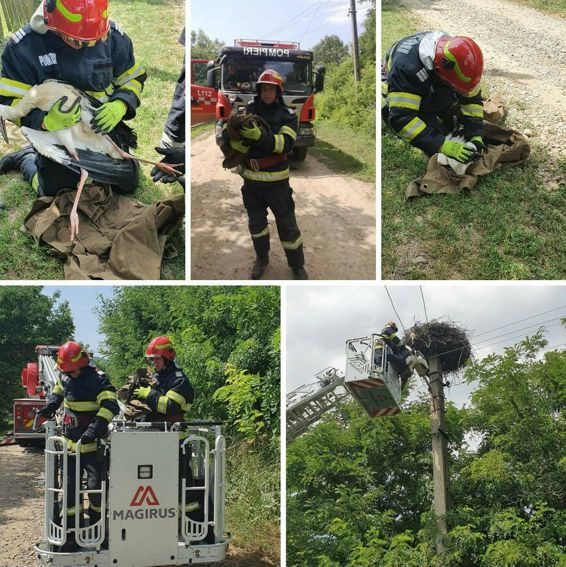 Ranit la un picior un pui de barza a fost salvat de pompierii din Dorohoi | imaginea 1