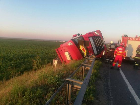 Un TIR cu 180 de porci s a rasturnat in afara partii carosabile | imaginea 1