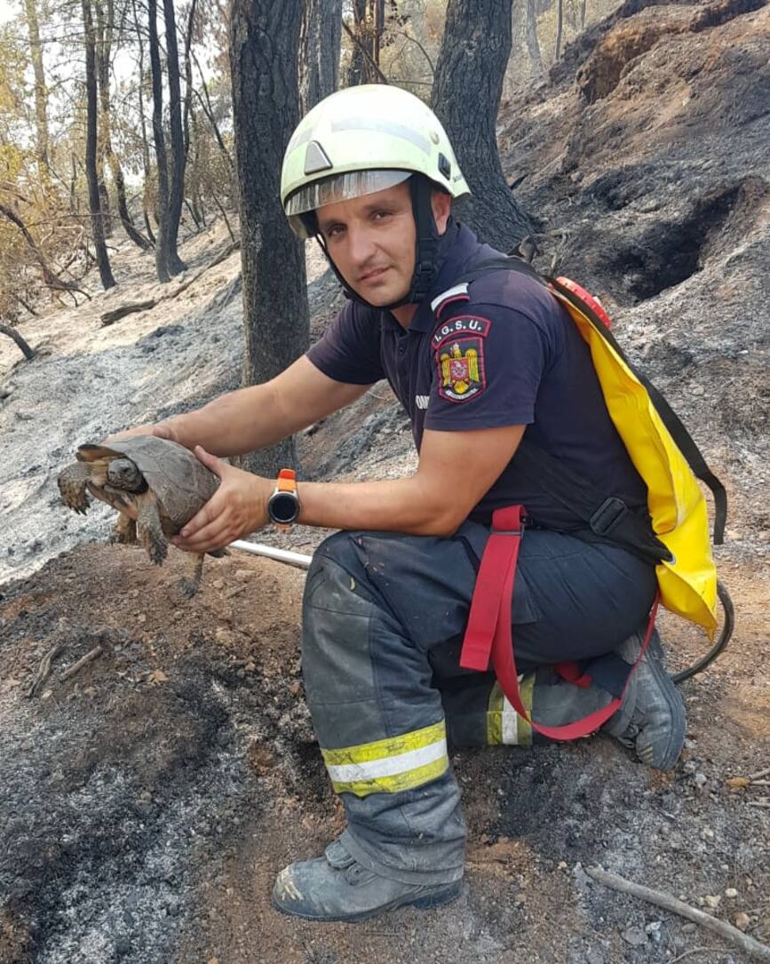 O broasca testoasa a fost salvata din incendiile de pe insula Evia Grecia | imaginea 1