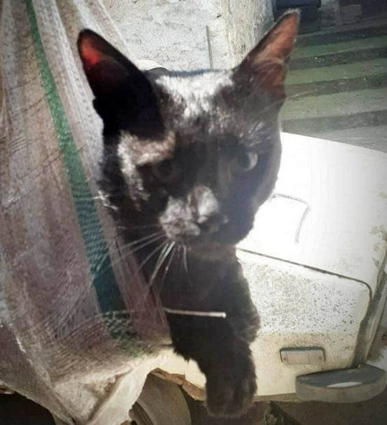 Un motan nazdravan a cazut in fantana unei case | imaginea 1