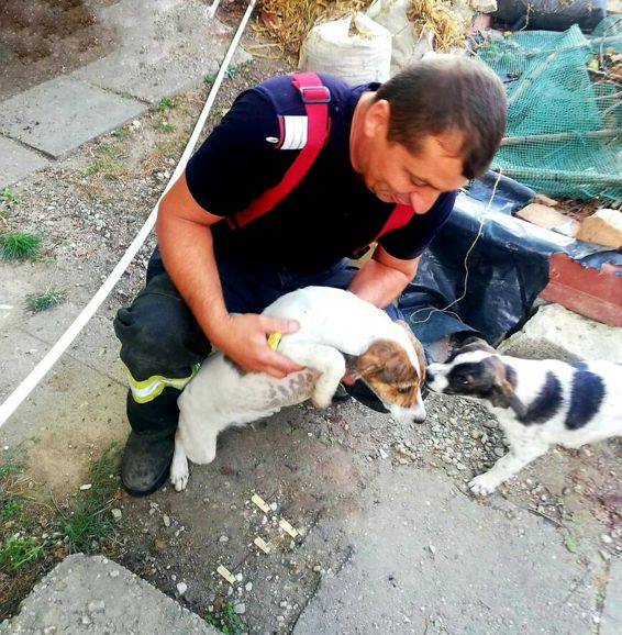Catel cazut intr o hazna dezafectata A latrat pana a fost auzit | imaginea 1