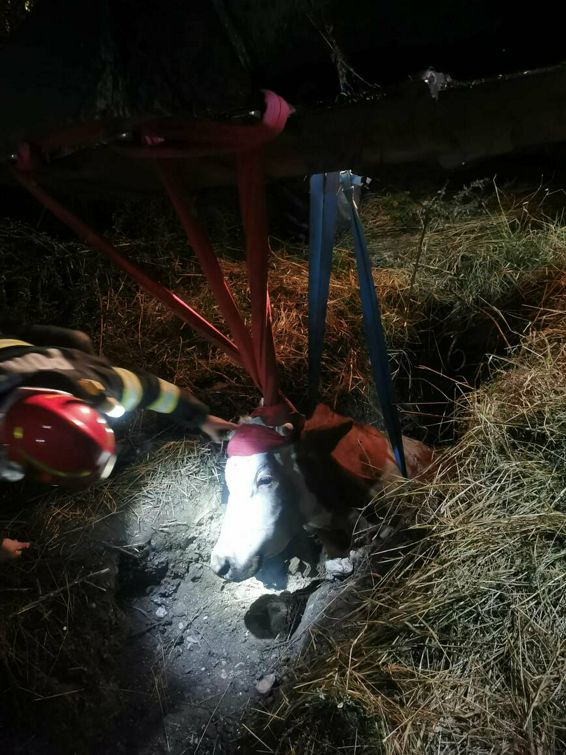 Incendii accident rutier misiune pirotehnica si salvare de animal | imaginea 1