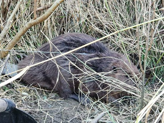 Misiune inedita de salvare a unui castor prins intr un lat | imaginea 1