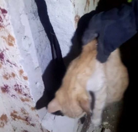 Au salvat o pisica blocata intr un panou electric | imaginea 1