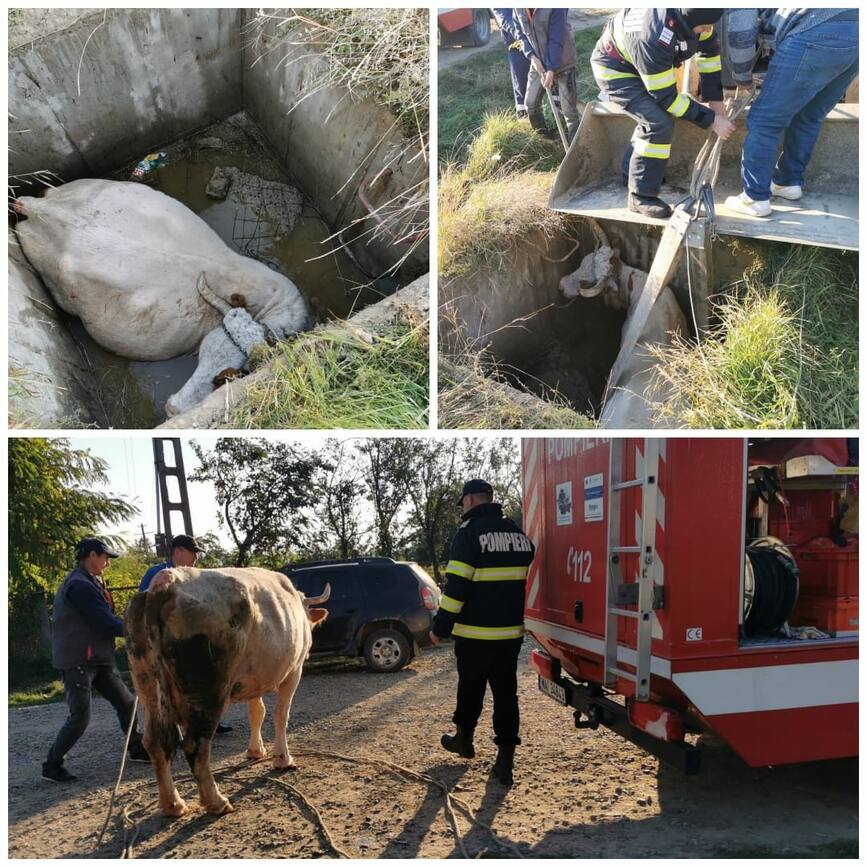 Ramasa captiva intr un camin de apa  o vaca a fost salvata de pompierii botosaneni | imaginea 1