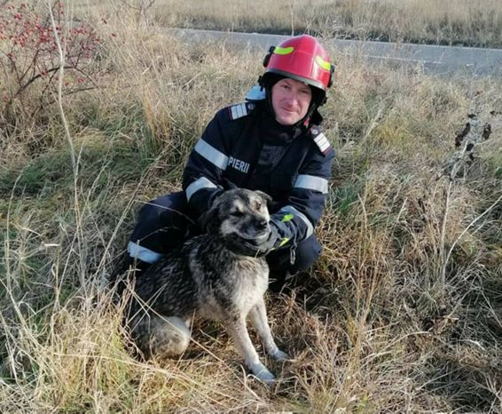 L au salvat transportat si apoi predat unui adapost de animale | imaginea 1
