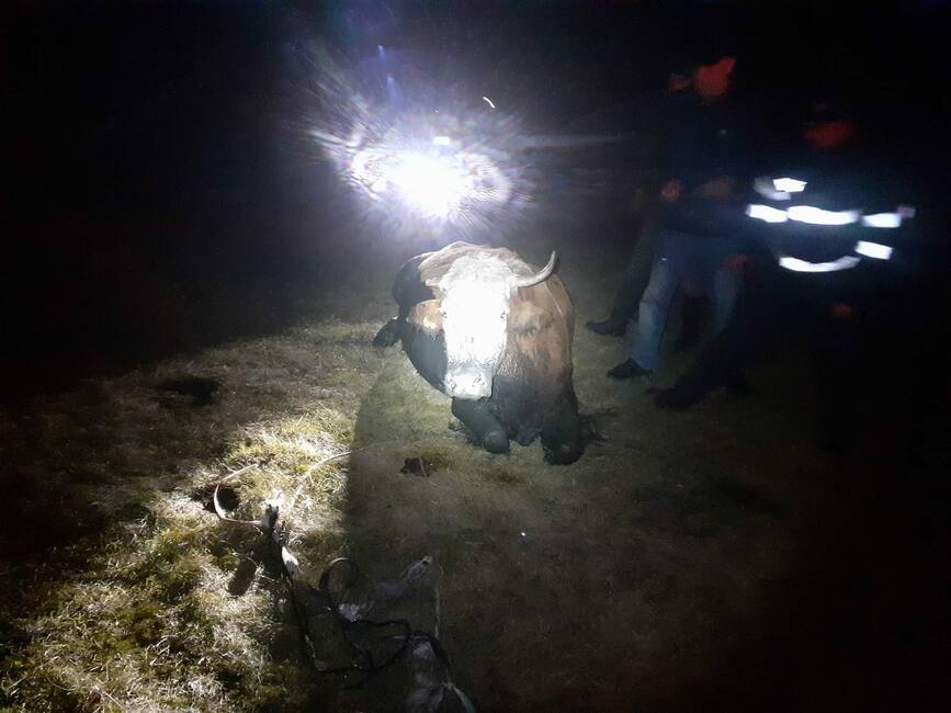 Captiva intr o mlastina  o bovina a fost salvata de pompierii din Saveni | imaginea 1