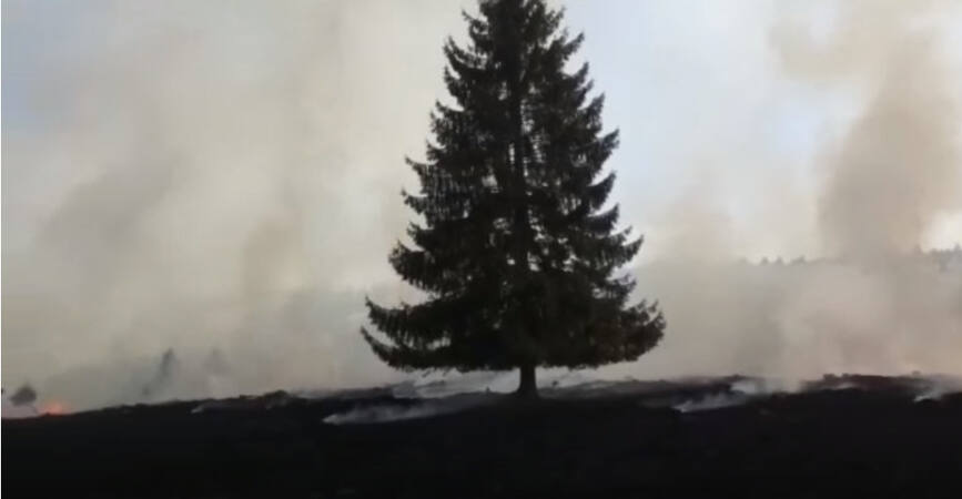 120 de hectare de vegetatie uscata au ars in zona Dealul Goii | imaginea 2