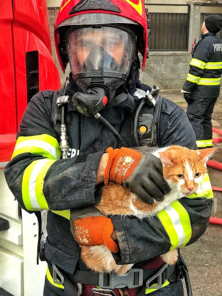 Sapte pisici salvate din incendiu | imaginea 1