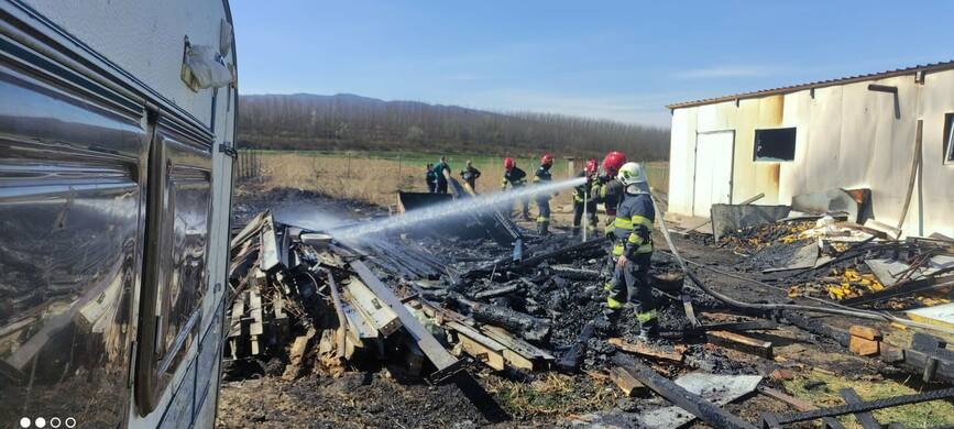 Animale si pasari  salvate dintr un incendiu la un adapost de animale | imaginea 1