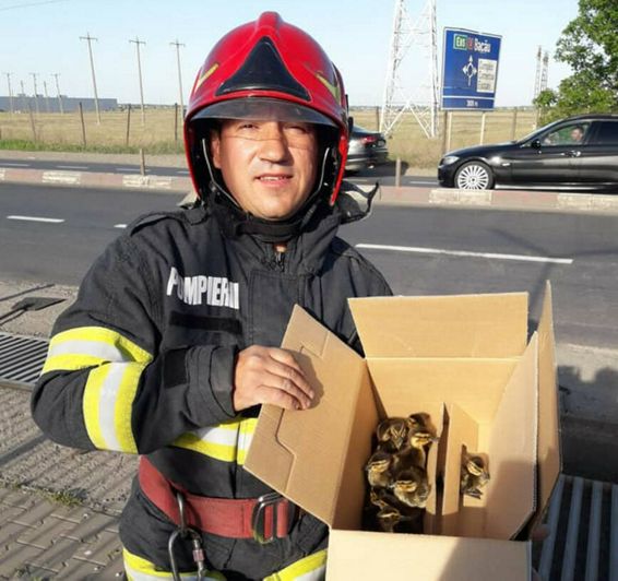 10 boboci de rata captivi intr o rigola din Focsani | imaginea 1