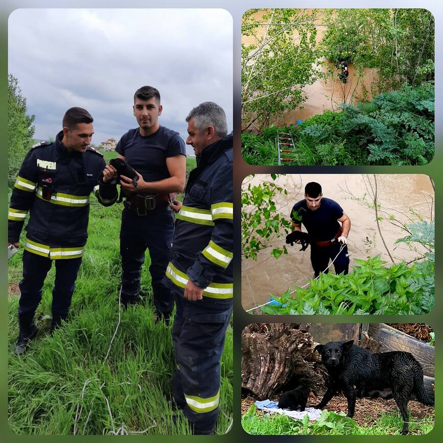 A avut grija de puiul sau pana cand i au venit pompierii in ajutor | imaginea 1