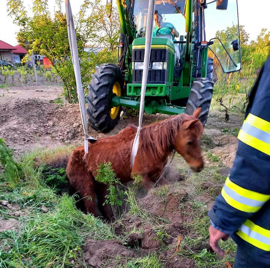 Mobilizare pentru salvarea unui cal cazut intr o groapa | imaginea 1