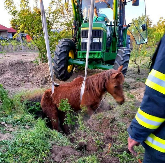 Mobilizare pentru salvarea unui cal cazut intr o groapa | imaginea 1