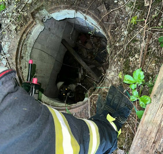 Salvat de pompieri dintr o groapa de canalizare | imaginea 1