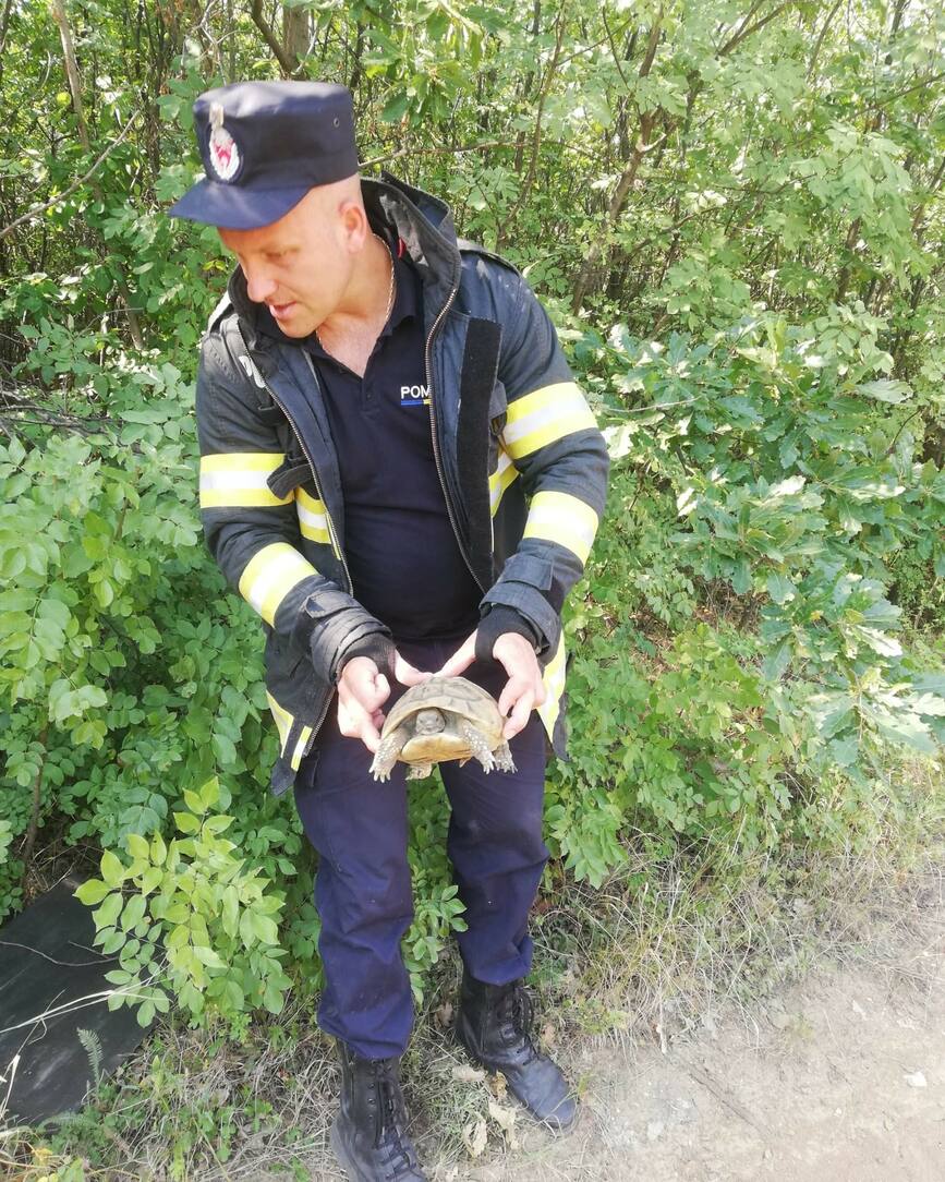 Au salvat doua broaste testoase din incendii de vegetatie | imaginea 2
