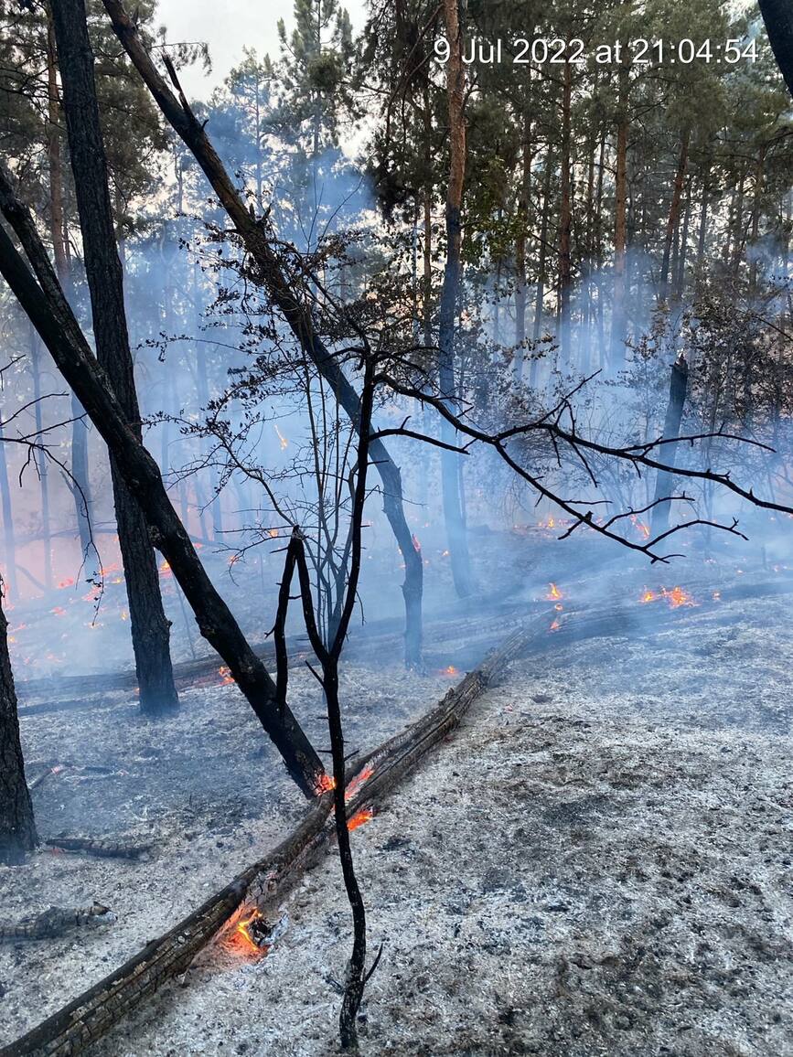 Incendiu la o padure de rasinoase de langa localitatea Buciumi | imaginea 1