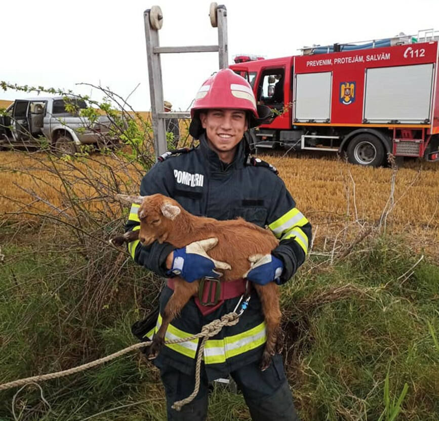 Un cioban fericit   Pompierii i au salvat iedutul | imaginea 1