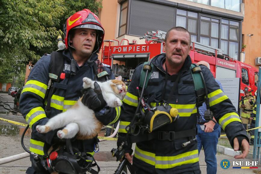 Au salvat animalele de companie din apartamentele afectate de incendiu | imaginea 1