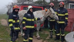 Cal salvat de pompierii bihoreni  dupa ce a cazut intr un canal | imaginea 1