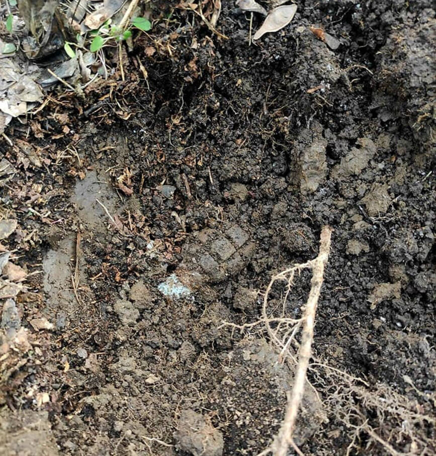 Munitie neexplodata  descoperita de un detectorist in padure | imaginea 1