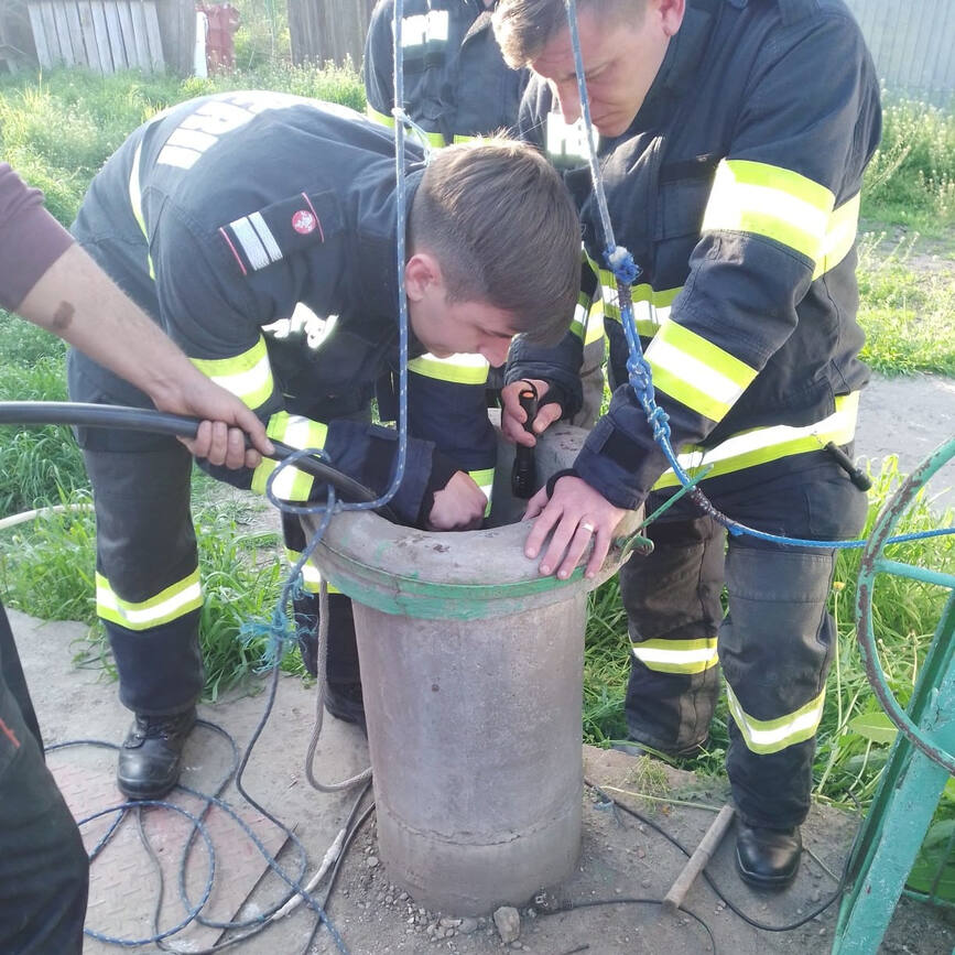 Salvarea unui catel  printre interventiile pompierilor calaraseni | imaginea 1