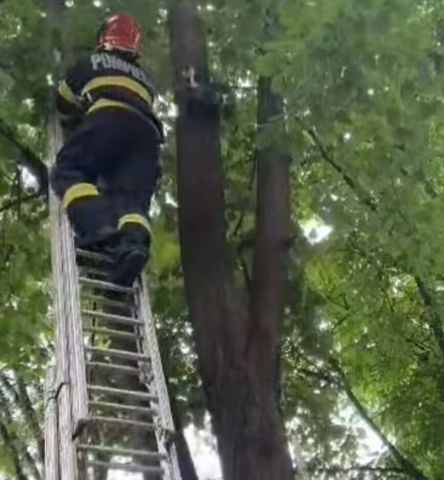 Salvarea unei pisici blocate intr un copac inalt de 12 metri | imaginea 1