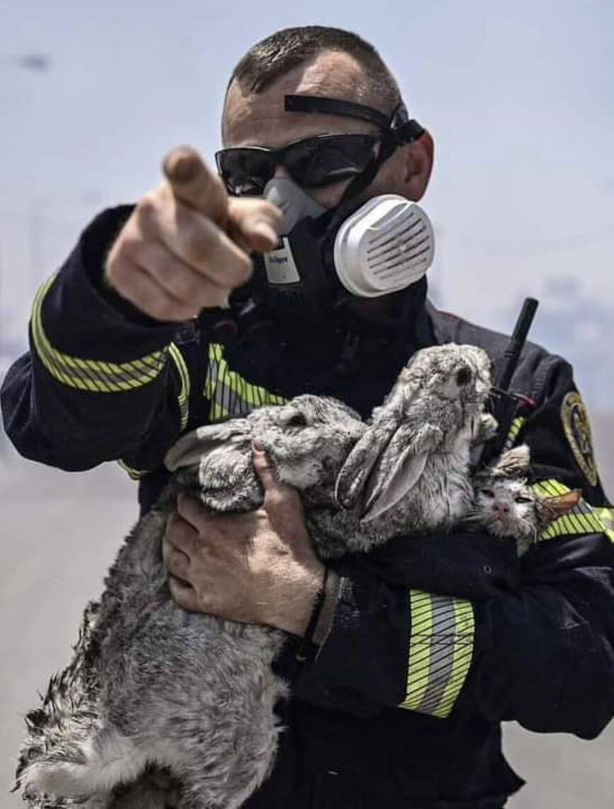 Au salvat un pisoi si doi iepuri din incendiile din Grecia | imaginea 1