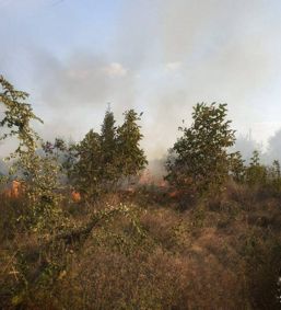 Incendii de vegetatie numeroase in judetul Giurgiu | imaginea 1