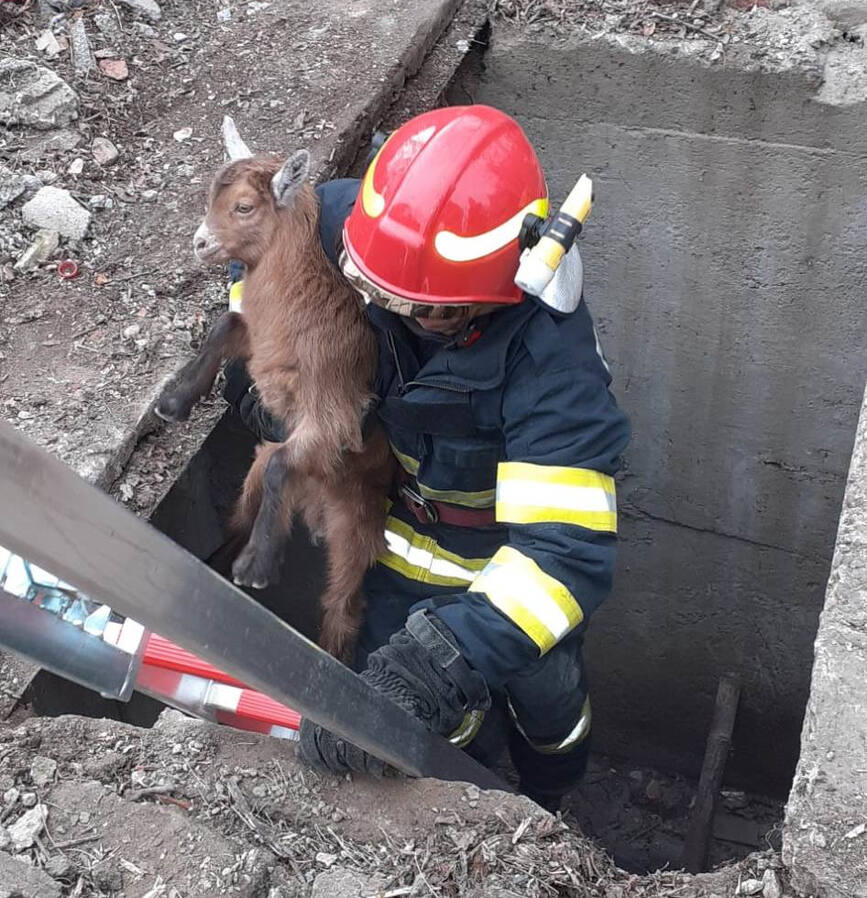 Incendii  accidente rutiere si salvare de animale | imaginea 1