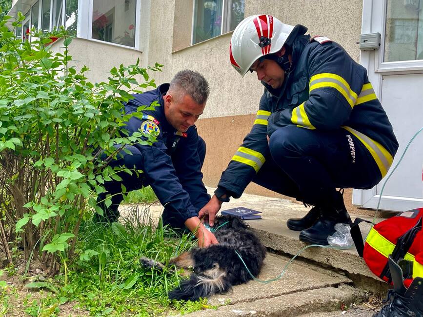 Catelus salvat dintr un apartament inundat cu fum | imaginea 1