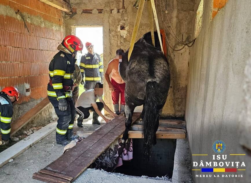 Salvarea unui cal cazut intr un beci de 3 metri adancime | imaginea 1