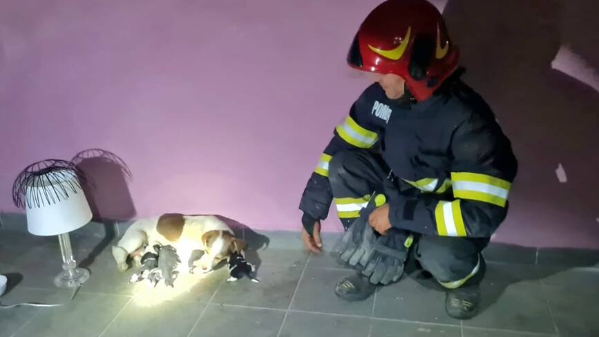 Dragostea materna a unei cateluse i a impresionat pe salvatori | imaginea 1