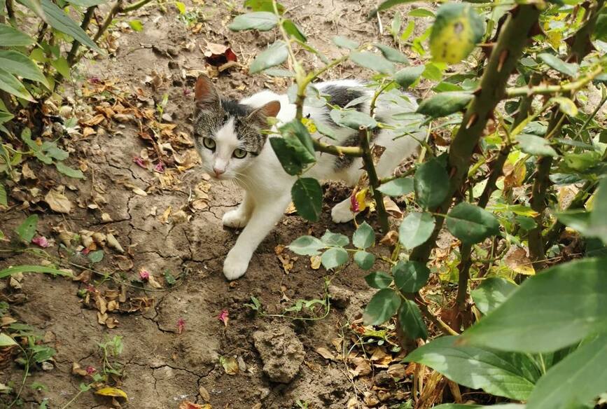 Incendii  accidente rutiere si salvare de animale | imaginea 1