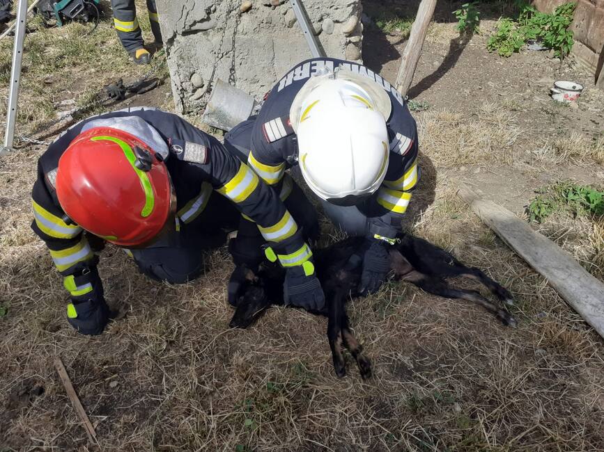 Misiune contra cronometru pentru salvarea unui catel | imaginea 1