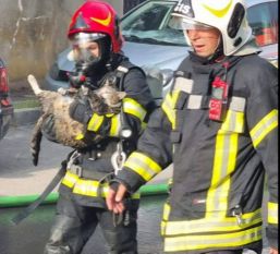 Pompierii brasoveni au salvat doua pisici din flacari | imaginea 1