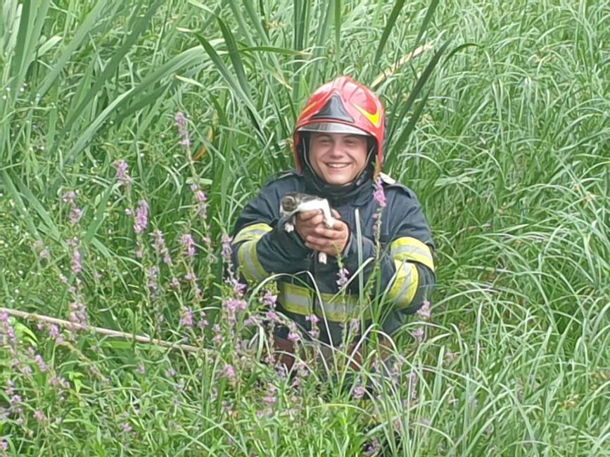 Pompierii vasluieni au salvat trei pisoi aruncati in parau | imaginea 1