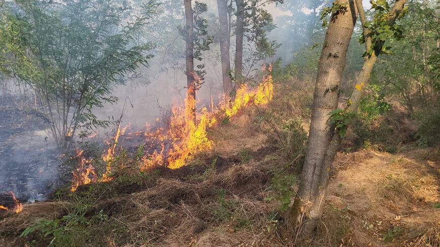 Au ars doua hectare de grau si zeci de hectare de padure | imaginea 1