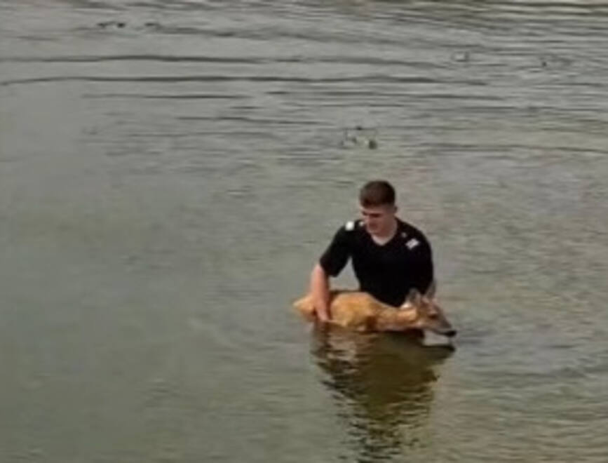 Au salvat o caprioara blocata intr un canal | imaginea 1